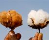 Beltwide Cotton Conferences Have Been Conducted in Texas resmi