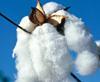 Contamination Rate Increases in Cotton resmi