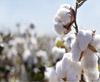 Kipaş will Supply ‘Better Cotton’ for Yeşim Tekstil resmi