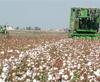 China Will Determine Global Cotton Policy resmi