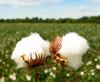 Indian Cotton Sector Resists China resmi