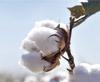 Turkey, Surpasses China in cotton resmi