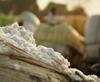 Uncertainty in Cotton Prices ends resmi