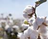 ‘Cotton Workshop in 21st century’ will discuss the problems on cotton resmi