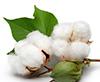 GMO-Free Cotton Project Attracts Attention to Turkish Cotton resmi