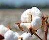 Non-GMO Cotton Only in Turkey