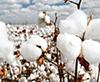 ‘Cotton Trade Will Be Affected Negatively’ resmi