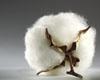26.4 Million Tons of Cotton Production is Expected
