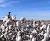 Manufacturers Can Confidently Supply American Cotton resmi
