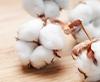 Heavy Pricing on Cotton Yarn resmi