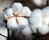 Government Intervention to Resolve Crisis in Cotton Yarn resmi
