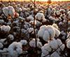 Aegean Exporters Lead: 12 Textile and Ready-to-Wear Companies on TİM's Top 1000 List